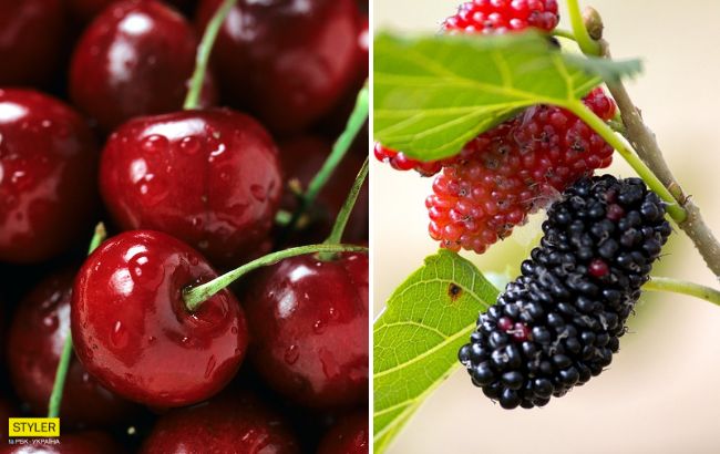Шовковиця, вишня, черешня - чим корисні літні ягоди